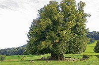 Stets zu Diensten alter Bäume: Conrad Amber und die „Baumwelten“
