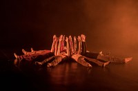 Psychische Erkrankungen in Tanzform – James Wiltons verstörende Produktion „The Storm“ als Finale des tanz ist Festivals