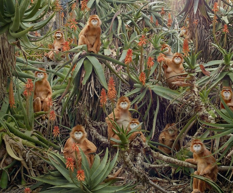 Simen Johan: "Untitled Nr 174", Serie "Until the Kingdom Comes", 2013, C-Print. Copyright: Simen Johan, Courtesy Yossi Milo Gallery