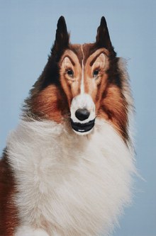 John Waters: "Reconstructed Lassie", 2012, C-Print, Privatsammlung, © John Waters