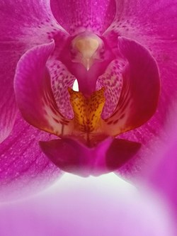 Bettina Bohne: Orchidacea Clitoris (© Bettina Bohne)