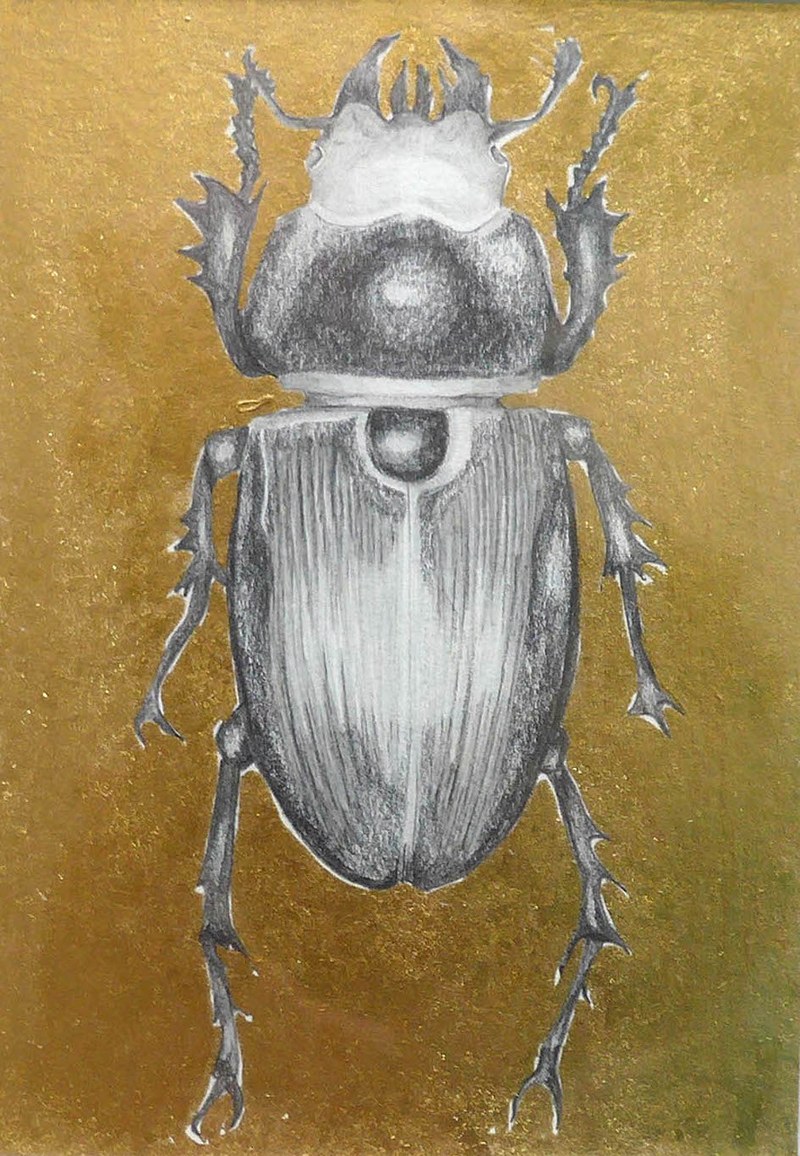Melanie Berlinger: "Hirschkäfer". Bleistift und Blattgold auf Papier