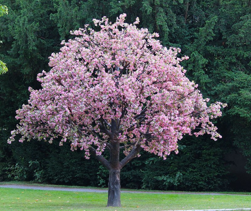"Blossom Still": Philipp Preuss betreibt mit einem Kirschbaum in Prachtblüte vor dem Künstlerhaus Bregenz ein irritierendes Spiel zwischen Künstlichkeit und Natur