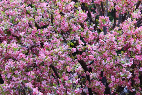 Prachtvoll aber gefälscht: die Blütenkrone von Philipp Preuss' "Blossom Still"