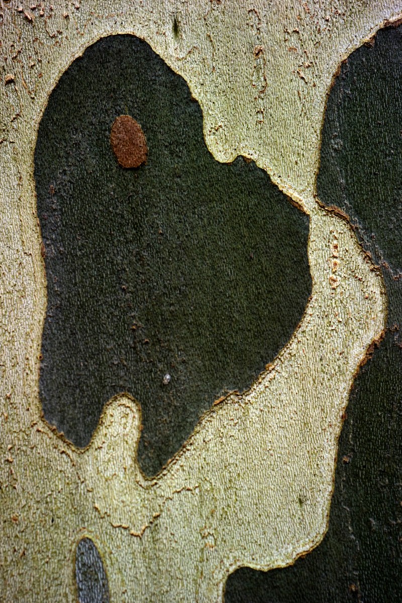 Nikolaus Walter: Platane, Montlucon, Frankreich, 2006