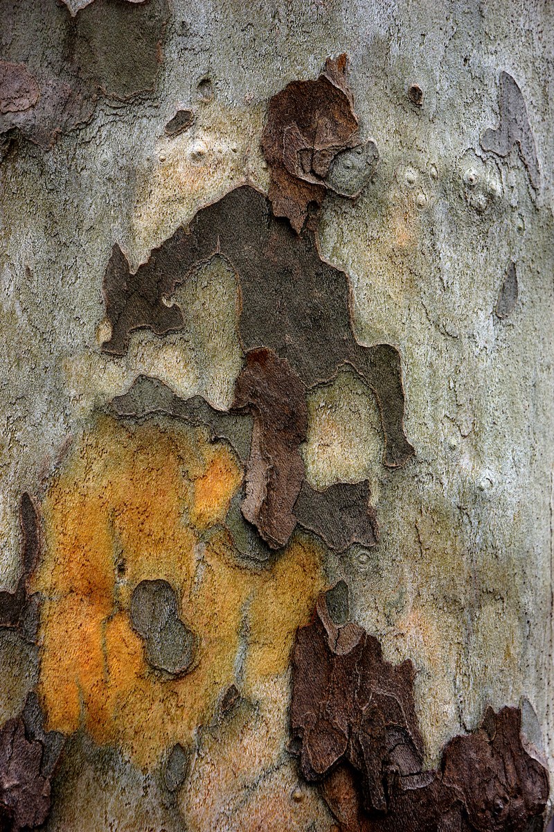 Nikolaus Walter: Platane, Riquewihr, Frankreich, 2016