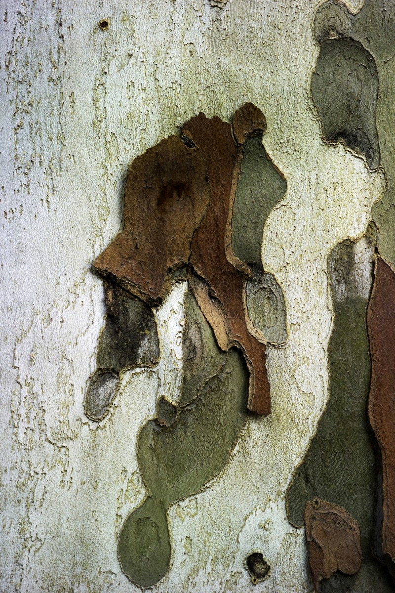 Nikolaus Walter: Platane, Colmar, Frankreich, 2017