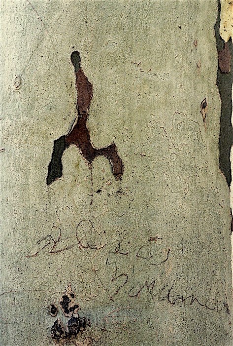 Nikolaus Walter: Platane, Montlucon, Frankreich, 2013