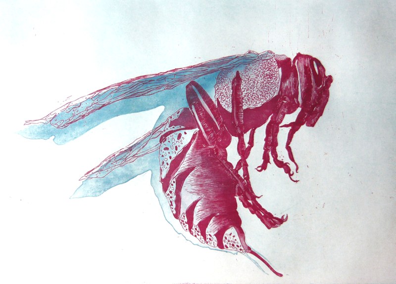 Melanie Berlinger, Hornisse #2, Aquatinta und Strichätzung auf Tiefdruckkarton, 2015