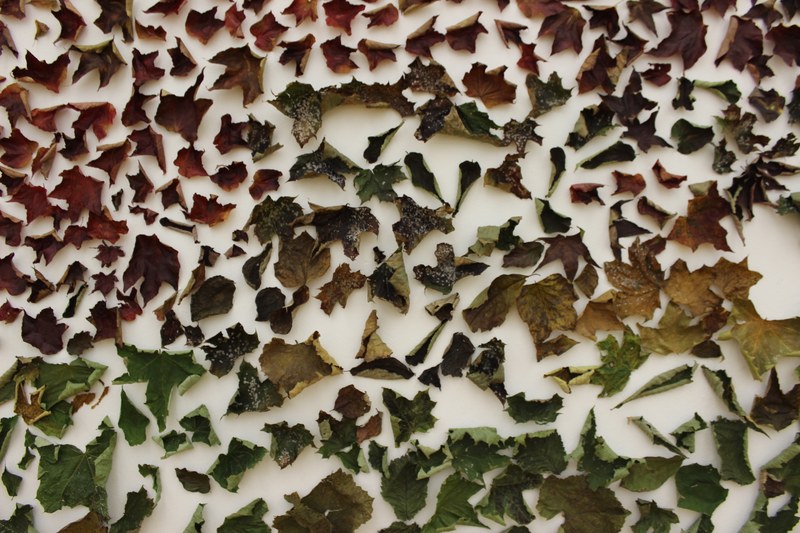Kirsten Helfrich: Wandinstallation mit Herbstlaub (Ausschnitt)