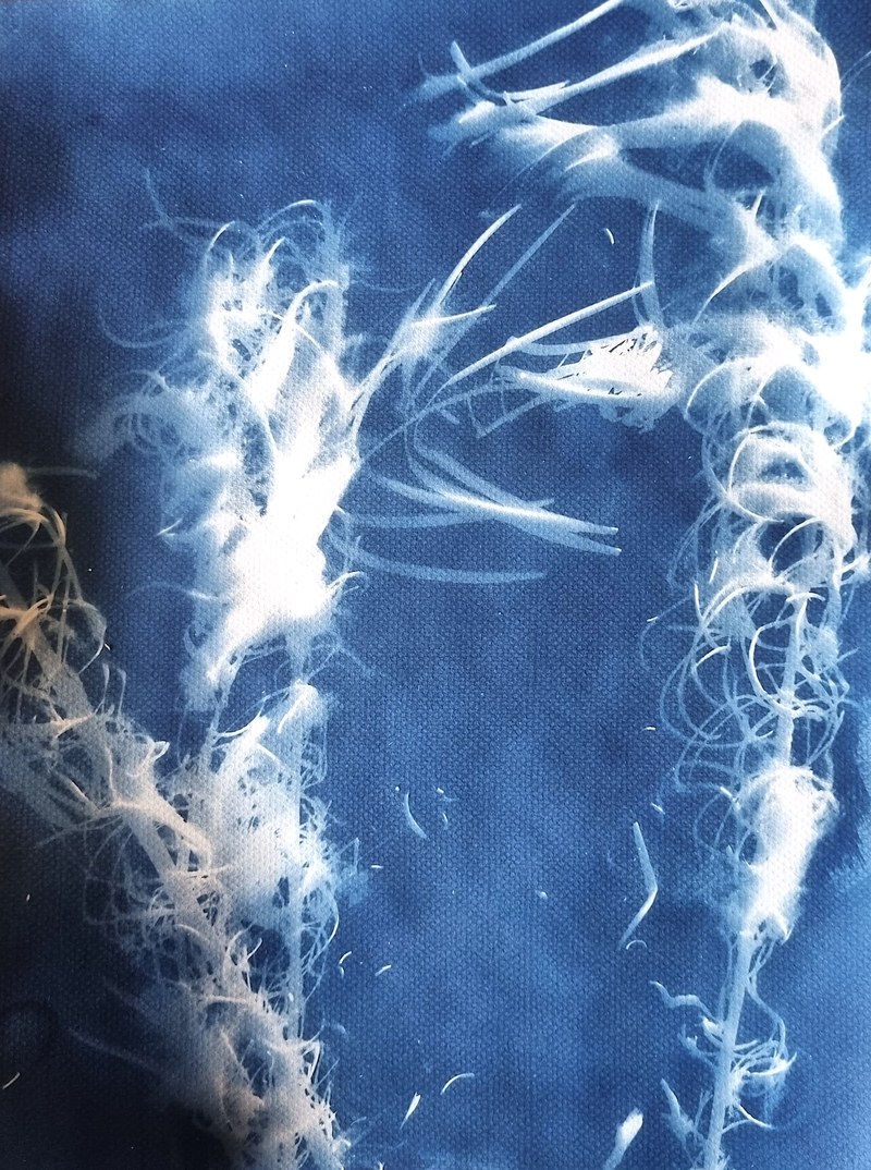 Eva-Maria Lopez - Pflanze langzeitbelichtet auf lichtempfindlicher Emulsion auf Papier (© Karlheinz Pichler)