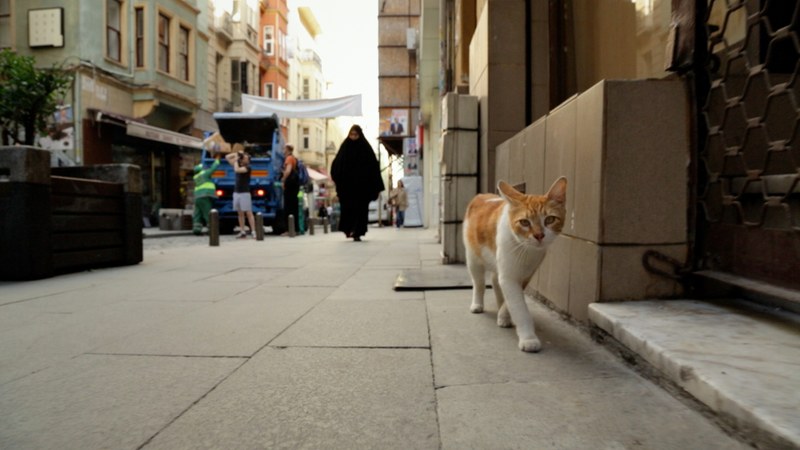 Kedi - Von Katzen und Menschen