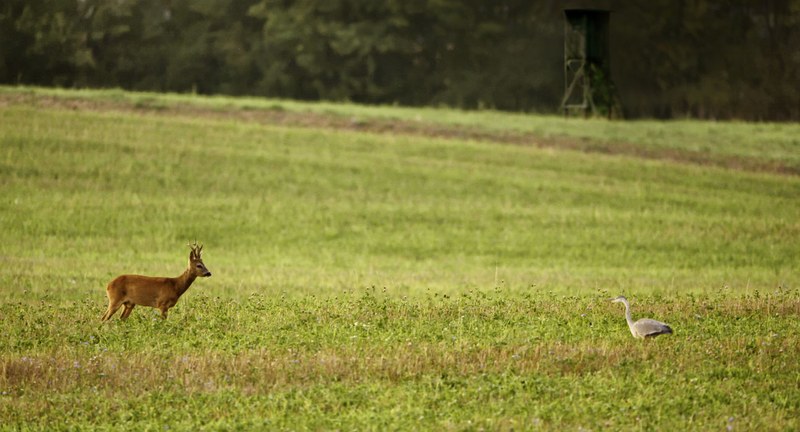 Metapher für die Duelle im Wald. Rotwild versus Reiher.
