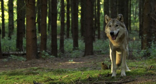 Jägerlatein: Der Mensch jagt seit 200.000 Jahren, aber der Wolf seit zwei Millionen Jahren. Die Jagd ist ein innerer Trieb des Menschen.