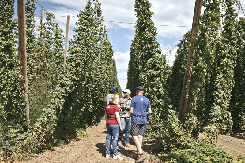 Meterhohe Hopfenwände, eine Reise wert: Der Tiroler Bierbrauer Christoph Bichler kauft seine Rohstoffe u.a. in den USA ein.