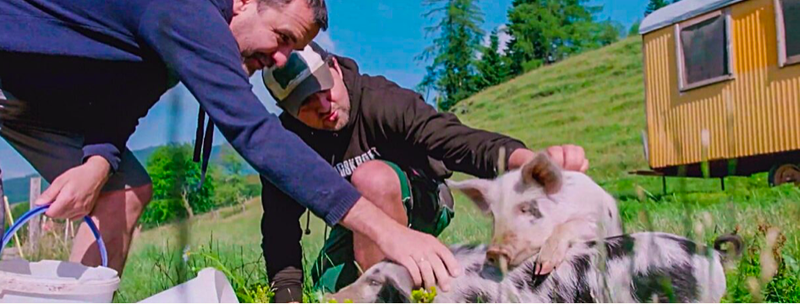Da staunt der Bobo: Begegnung mit Alpenschweinen. Eine Weideschlachtung wird im Film nicht ausgepart.