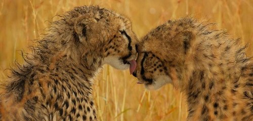 Nach relativ langer Zeit machen sich die Geparden unabhängig von ihrer Mutter. Ob sie später zu Konkurrenten werden?