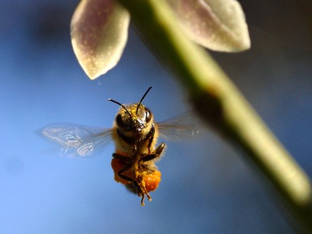 Stress: Nach der Befruchtung werden die Bienen an andere Orte verbracht. Fast alle Bienen in Europa, USA und Asien werden laut Imhoof mit Antibiotika behandelt.
