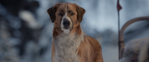 Tausendsassa: Buck, der Hund, den sich Jack London in seinem Roman vielleicht anders vorgestellt hat. Aber damals gab es auch noch kein CGI.