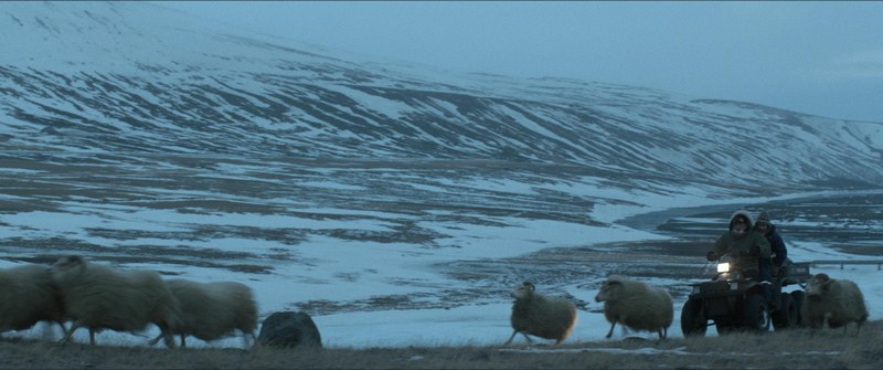 Winterliche Weiden als Allegorie auf die drohende Ausrottung des Schafbestandes.