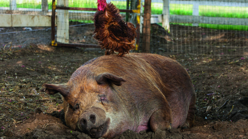 Schwein gehabt: Auf der Farm von Molly und John ist viel Expertise gefragt, doch der Film setzt mehr auf Emotion.