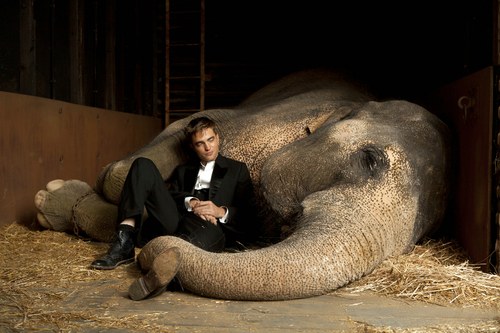 Nicht nur gewichtmäßig stiehlt Elefant Rosie Robert Pattinson die Show
