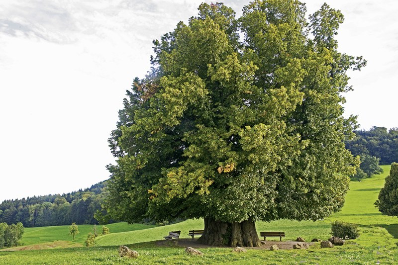 Nach 600 Jahren hat eine Linde Innenwurzeln, eine Innen- und Außenrinde und ist stabil wie nie zuvor