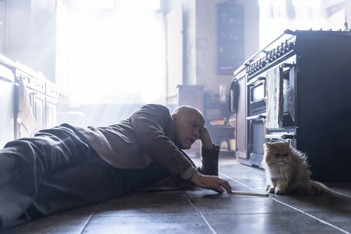 Völlig unbeeindruckt von Blakes Performance: der seltsam dicke Kater Mephisto. (Foto: Luna Film)