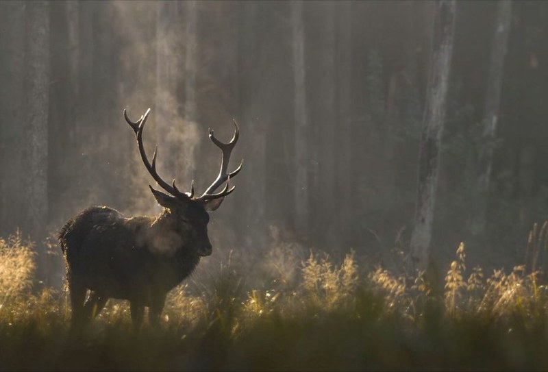 Das Flüstern der Wälder – Le chant des forêts